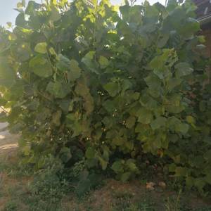 TOPOLA sadnice visine4m.Šaljem POŠTOM
