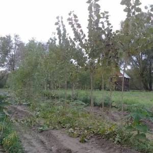 TOPOLA sadnice visine4m.Šaljem POŠTOM