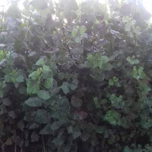 TOPOLA sadnice visine4m.Šaljem POŠTOM