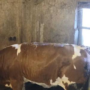 Ženska simentalska telad - 3 komada