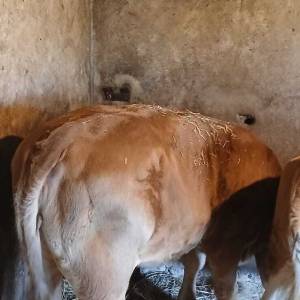Ženska simentalska telad - 3 komada