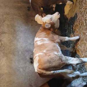 Ženska simentalska telad - 3 komada