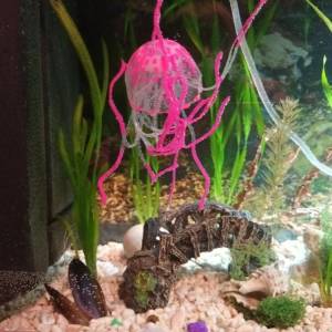 Akvarij kugla sa ribicama