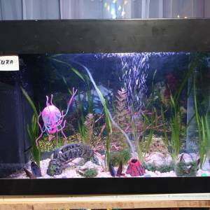 Akvarij kugla sa ribicama