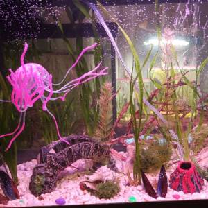 Akvarij sa poklopcem i led svijetlom