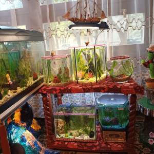 Akvarij šesterokutni, 19 litara