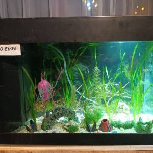 Akvarij šesterokutni, 19 litara