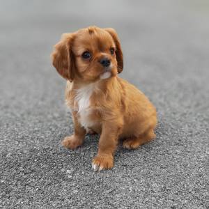 Cavalier King Charles Spaniel-čistokrvni štenci