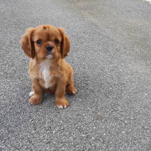 Cavalier King Charles Spaniel-čistokrvni štenci