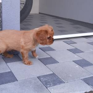 Cavalier King Charles Spaniel-čistokrvni štenci