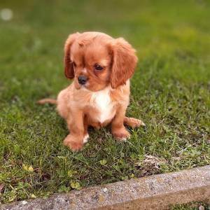 Cavalier King Charles Spaniel-čistokrvni štenci