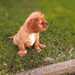Cavalier King Charles Spaniel-čistokrvni štenci