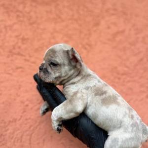 Egzotični Francuski buldog – štenci TOP kvaliteta