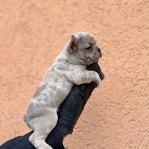 Egzotični Francuski buldog – štenci TOP kvaliteta