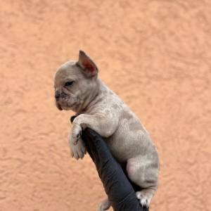 Egzotični Francuski buldog – štenci TOP kvaliteta