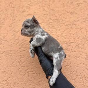 Egzotični Francuski buldog – štenci TOP kvaliteta