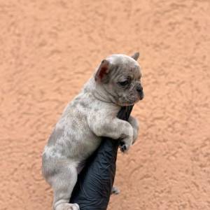 Egzotični Francuski buldog – štenci TOP kvaliteta