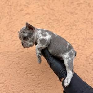 Egzotični Francuski buldog – štenci TOP kvaliteta