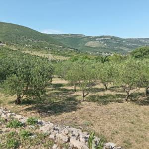 Kaštel Štafilić, 39m2 kuća, 3 pomoćna objekta, 1650m2 poljoprivrednog