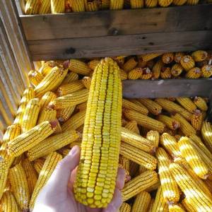 Kukuruz u zrnu-nije iz silosa -Ječam- Pšenica