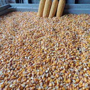 Kukuruz u zrnu-nije iz silosa -Ječam- Pšenica