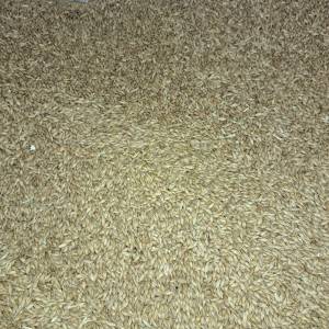 Kukuruz u zrnu-nije iz silosa -Ječam- Pšenica