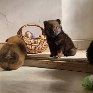 Mali Njemački špic čupavi štenci