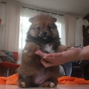 Mali Njemački špic čupavi štenci