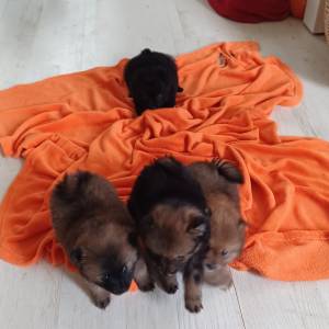 Mali Njemački špic čupavi štenci