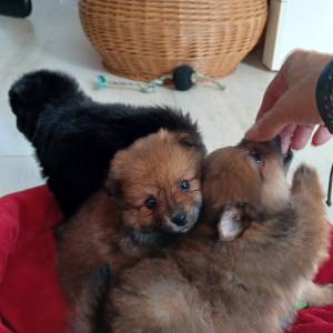 Mali Njemački špic čupavi štenci