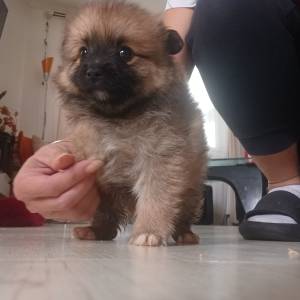 Mali Njemački špic čupavi štenci