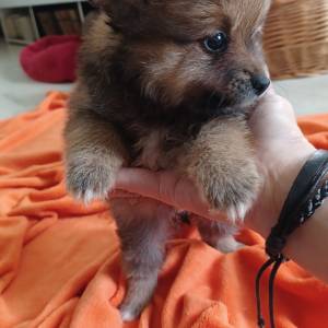 Mali Njemački špic čupavi štenci