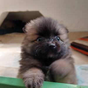 Mali Njemački špic čupavi štenci