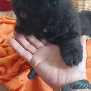 Mali Njemački špic čupavi štenci