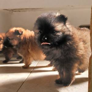 Mali Njemački špic čupavi štenci