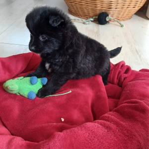 Mali Njemački špic čupavi štenci