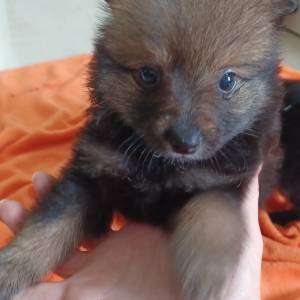 Mali Njemački špic čupavi štenci