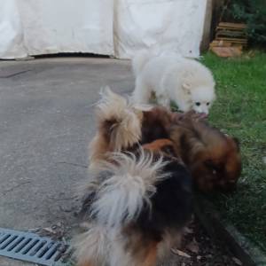 Mali Njemački špic čupavi štenci