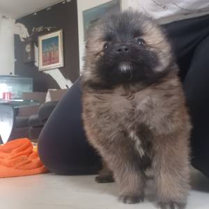 Mali Njemački špic čupavi štenci