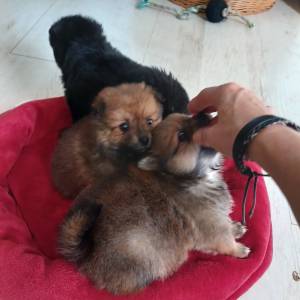 Mali Njemački špic čupavi štenci