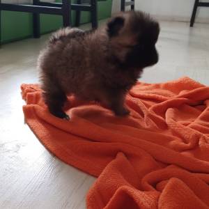 Mali Njemački špic čupavi štenci