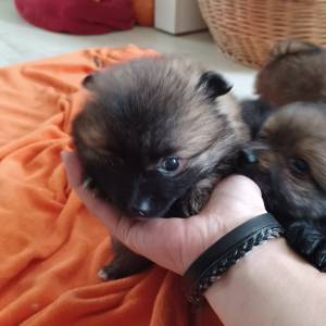 Mali Njemački špic čupavi štenci