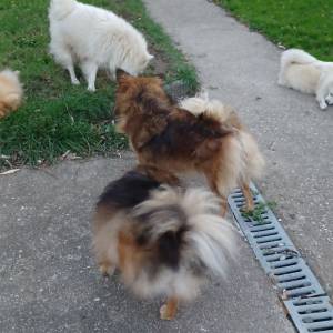 Mali Njemački špic čupavi štenci