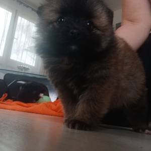 Mali Njemački špic čupavi štenci