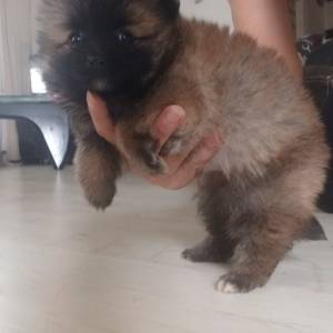 Mali Njemački špic čupavi štenci