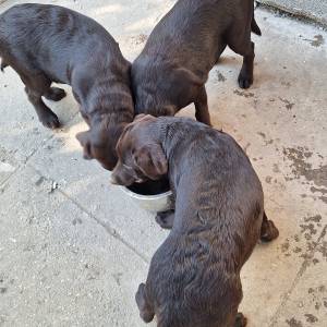 Prodajem čokoladne štence Labrador retrivera