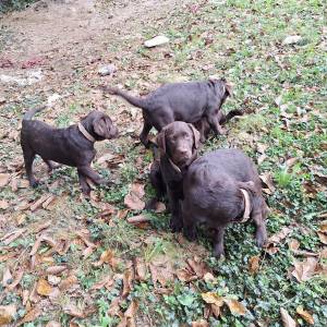 Prodajem čokoladne štence Labrador retrivera