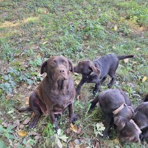 Prodajem čokoladne štence Labrador retrivera