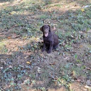 Prodajem čokoladne štence Labrador retrivera