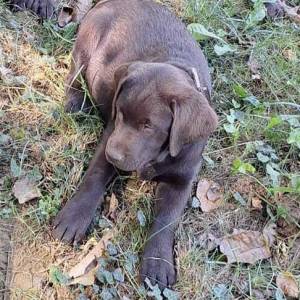 Prodajem čokoladne štence Labrador retrivera